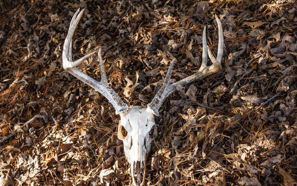 Preparing Gear for the Upcoming Archery Deer Season